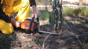 How Our Tree Care Process Works  in South Carthage, TN